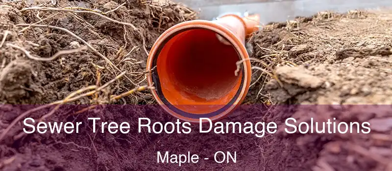  Sewer Tree Roots Damage Solutions Maple - ON